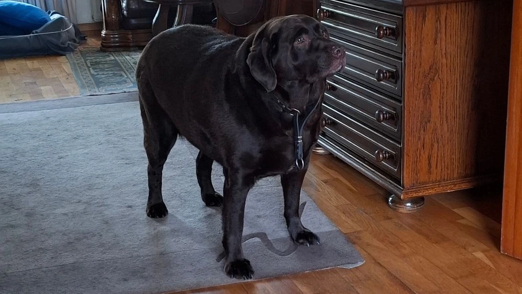 Foto: Rechter haalt hond met overgewicht uit huis in Haaksbergen: 'Verwaarlozing'